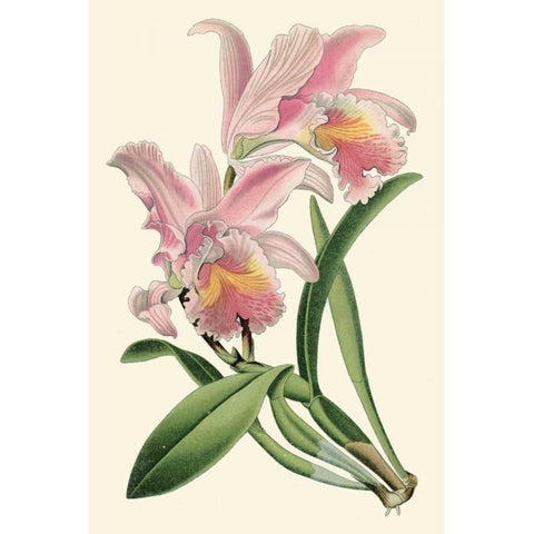 Delicate Orchid III Black Modern Wood Framed Art Print with Double Matting by Vision Studio