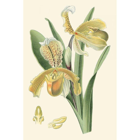 Delicate Orchid IV Gold Ornate Wood Framed Art Print with Double Matting by Vision Studio