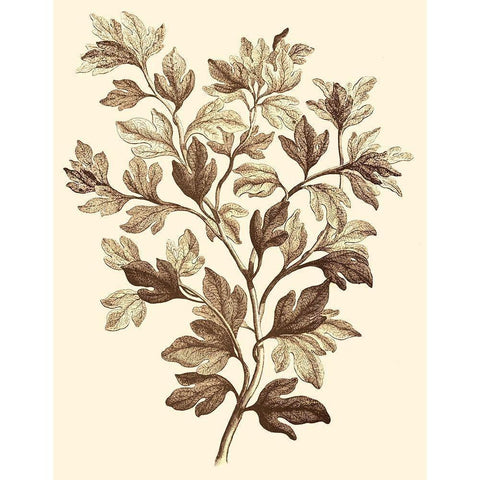 Sepia Munting Foliage I White Modern Wood Framed Art Print by Munting, Abraham
