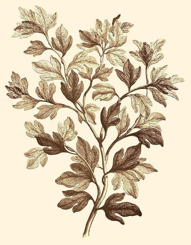 Sepia Munting Foliage I White Modern Wood Framed Art Print with Double Matting by Munting, Abraham