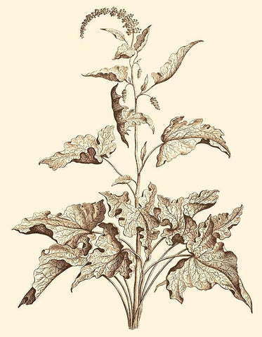 Sepia Munting Foliage II Black Ornate Wood Framed Art Print with Double Matting by Munting, Abraham