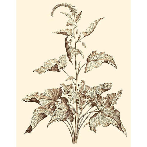 Sepia Munting Foliage II Black Modern Wood Framed Art Print by Munting, Abraham