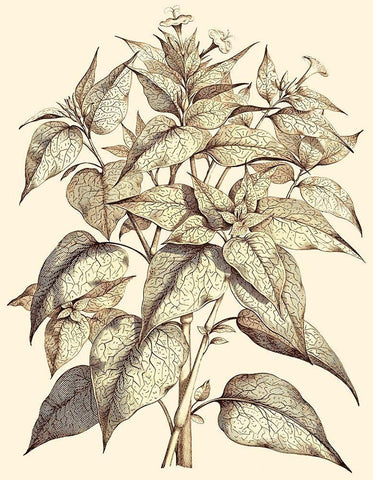 Sepia Munting Foliage III White Modern Wood Framed Art Print with Double Matting by Munting, Abraham