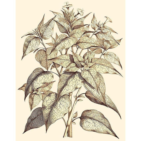 Sepia Munting Foliage III White Modern Wood Framed Art Print by Munting, Abraham