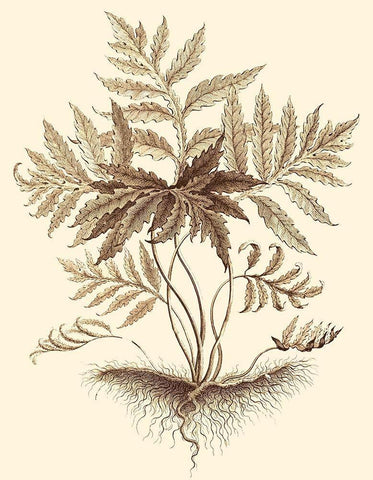 Sepia Munting Foliage IV White Modern Wood Framed Art Print with Double Matting by Munting, Abraham