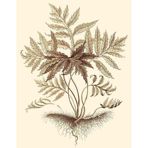Sepia Munting Foliage IV White Modern Wood Framed Art Print by Munting, Abraham