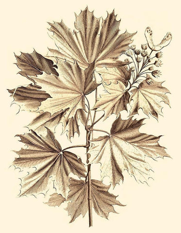 Sepia Munting Foliage V White Modern Wood Framed Art Print with Double Matting by Munting, Abraham