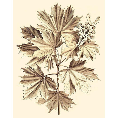 Sepia Munting Foliage V Black Modern Wood Framed Art Print by Munting, Abraham
