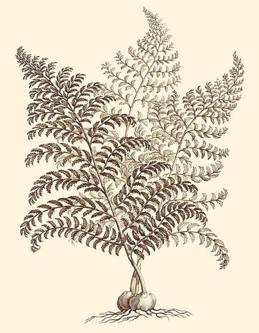 Sepia Munting Foliage VI White Modern Wood Framed Art Print with Double Matting by Munting, Abraham