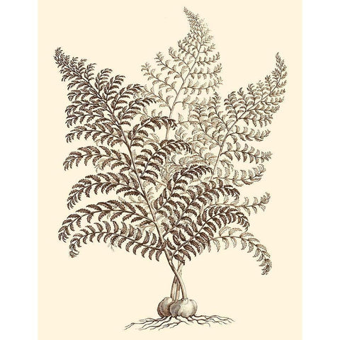 Sepia Munting Foliage VI Black Modern Wood Framed Art Print with Double Matting by Munting, Abraham