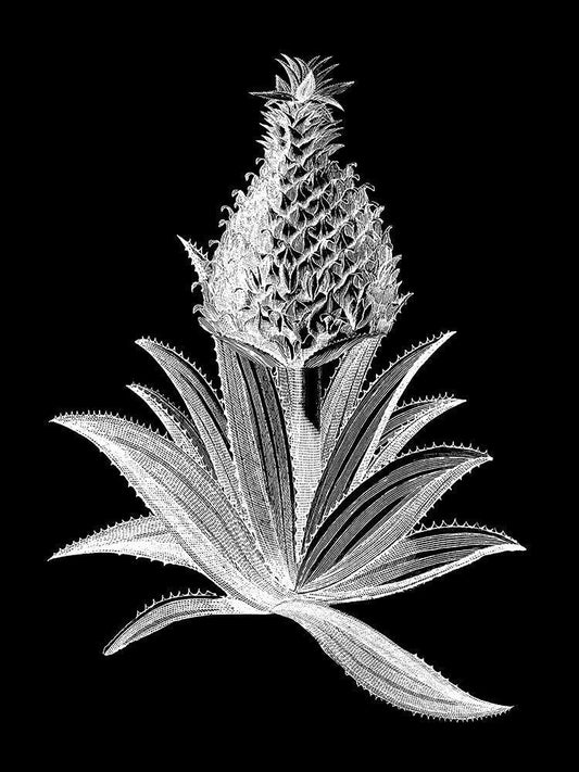 Image Only