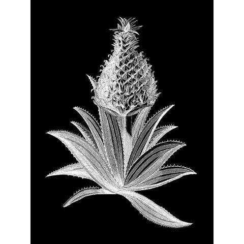 Pineapple Noir I Black Modern Wood Framed Art Print with Double Matting by Vision Studio