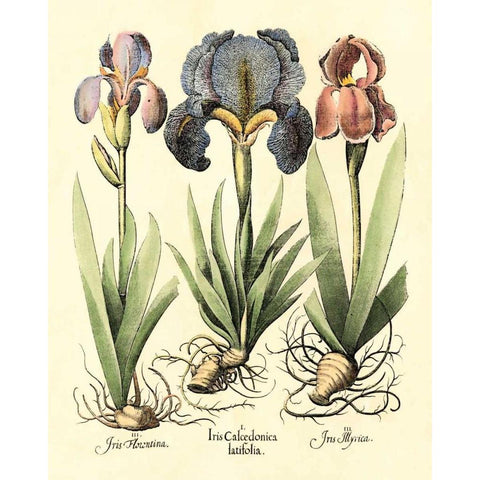 Bulb Garden I White Modern Wood Framed Art Print by Besler, Basilius