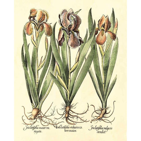 Bulb Garden II White Modern Wood Framed Art Print by Besler, Basilius