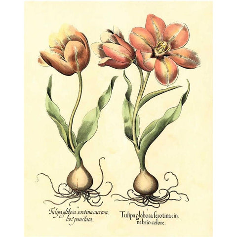 Bulb Garden III Black Modern Wood Framed Art Print with Double Matting by Besler, Basilius