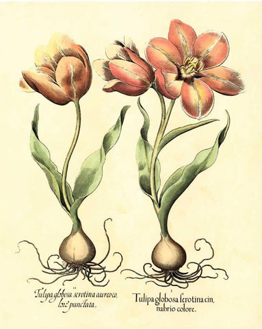 Bulb Garden III White Modern Wood Framed Art Print with Double Matting by Besler, Basilius