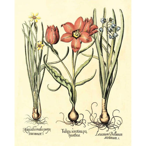 Bulb Garden IV Black Modern Wood Framed Art Print by Besler, Basilius