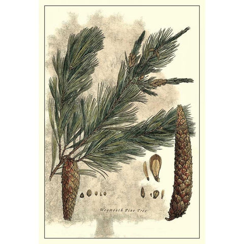 Antique Weymouth Pine Tree Black Modern Wood Framed Art Print with Double Matting by Miller, John