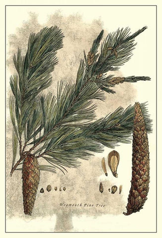 Antique Weymouth Pine Tree White Modern Wood Framed Art Print with Double Matting by Miller, John