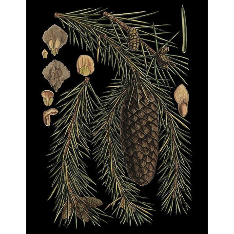 Dramatic Conifers III Black Modern Wood Framed Art Print with Double Matting by Vision Studio