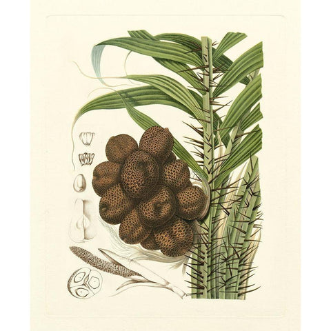 Island Fruits I White Modern Wood Framed Art Print by Hoola Van Nooten, B.