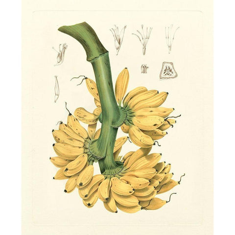 Island Fruits II Gold Ornate Wood Framed Art Print with Double Matting by Hoola Van Nooten, B.