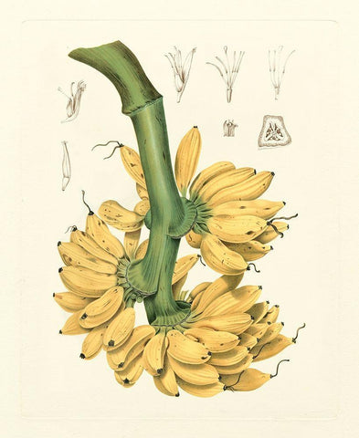 Island Fruits II White Modern Wood Framed Art Print with Double Matting by Hoola Van Nooten, B.