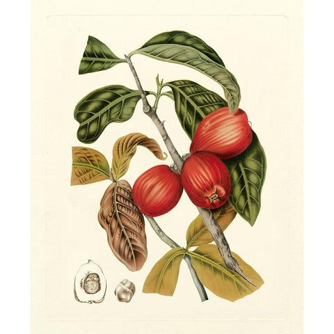 Island Fruits III Black Modern Wood Framed Art Print by Hoola Van Nooten, B.