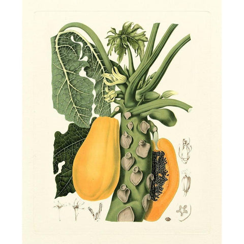 Island Fruits IV Black Modern Wood Framed Art Print by Hoola Van Nooten, B.