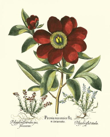 Red Besler Peonie I Black Ornate Wood Framed Art Print with Double Matting by Besler, Basilius