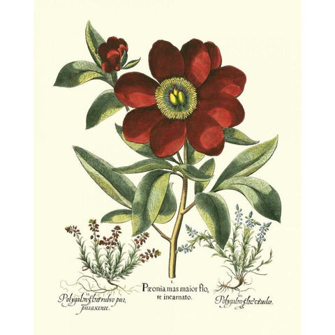 Red Besler Peonie I Gold Ornate Wood Framed Art Print with Double Matting by Besler, Basilius