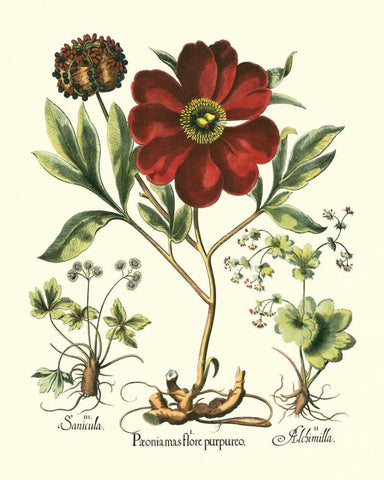 Red Besler Peonie II White Modern Wood Framed Art Print with Double Matting by Besler, Basilius