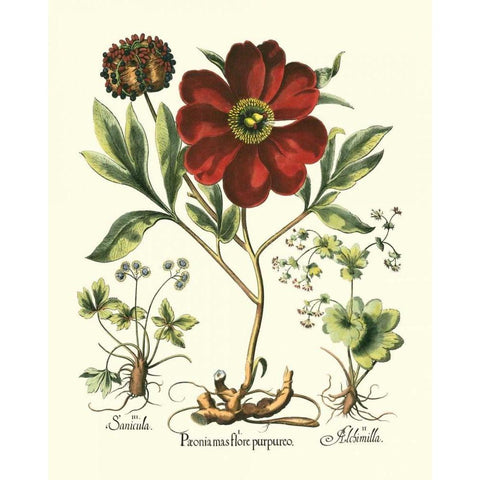 Red Besler Peonie II Black Modern Wood Framed Art Print with Double Matting by Besler, Basilius