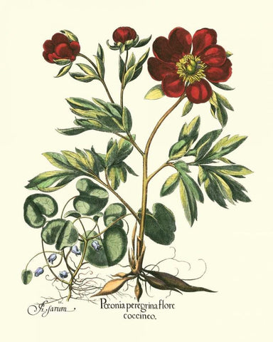 Red Besler Peonie III Black Ornate Wood Framed Art Print with Double Matting by Besler, Basilius