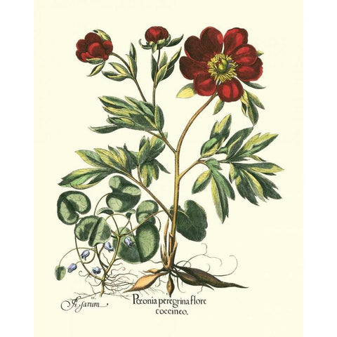 Red Besler Peonie III Black Modern Wood Framed Art Print by Besler, Basilius