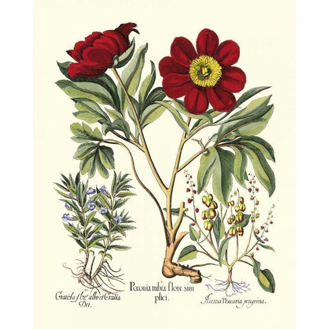 Red Besler Peonie IV Gold Ornate Wood Framed Art Print with Double Matting by Besler, Basilius