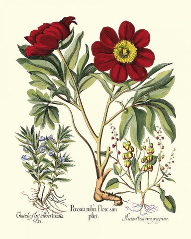 Red Besler Peonie IV White Modern Wood Framed Art Print with Double Matting by Besler, Basilius