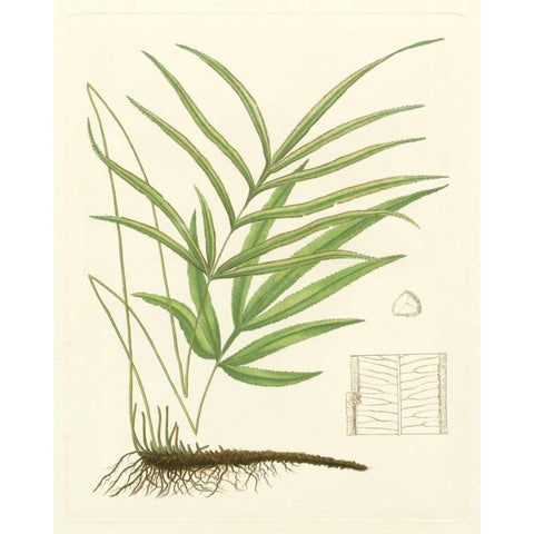 Eaton Ferns I Gold Ornate Wood Framed Art Print with Double Matting by Eaton