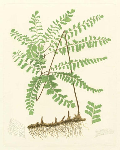 Eaton Ferns II White Modern Wood Framed Art Print with Double Matting by Eaton