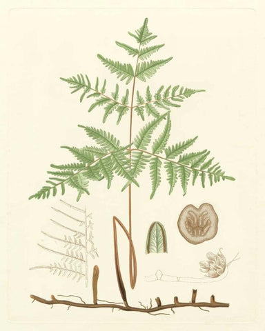 Eaton Ferns III White Modern Wood Framed Art Print with Double Matting by Eaton