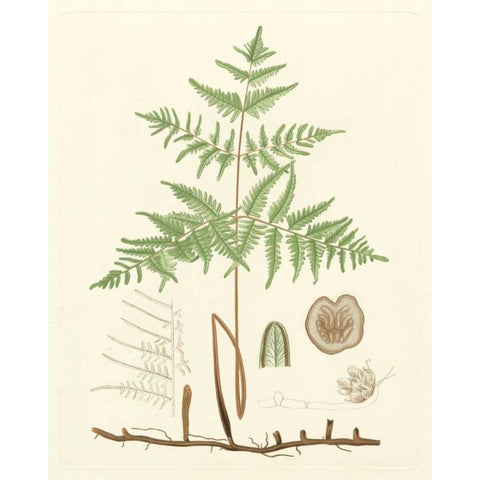 Eaton Ferns III Black Modern Wood Framed Art Print by Eaton