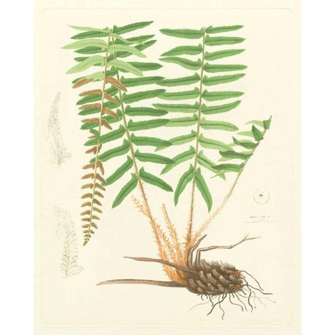 Eaton Ferns IV Black Modern Wood Framed Art Print with Double Matting by Eaton