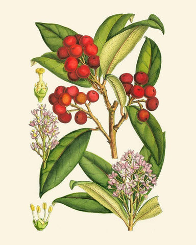 Crimson Berries I White Modern Wood Framed Art Print with Double Matting by Curtis