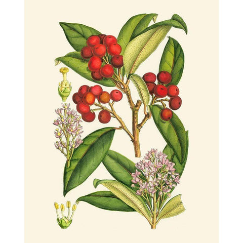 Crimson Berries I White Modern Wood Framed Art Print by Curtis