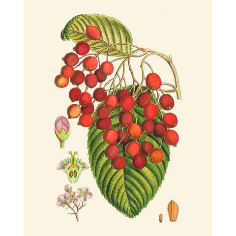 Crimson Berries II Black Modern Wood Framed Art Print with Double Matting by Curtis