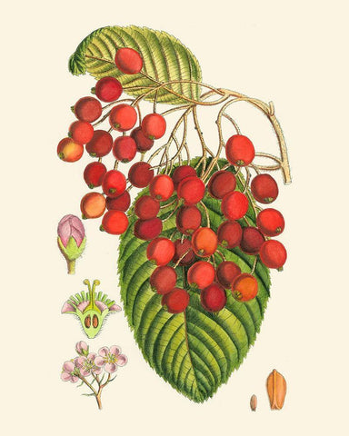 Crimson Berries II White Modern Wood Framed Art Print with Double Matting by Curtis