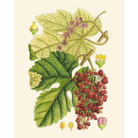 Crimson Berries III Gold Ornate Wood Framed Art Print with Double Matting by Curtis