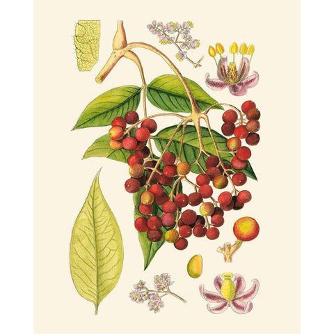 Crimson Berries IV Gold Ornate Wood Framed Art Print with Double Matting by Curtis