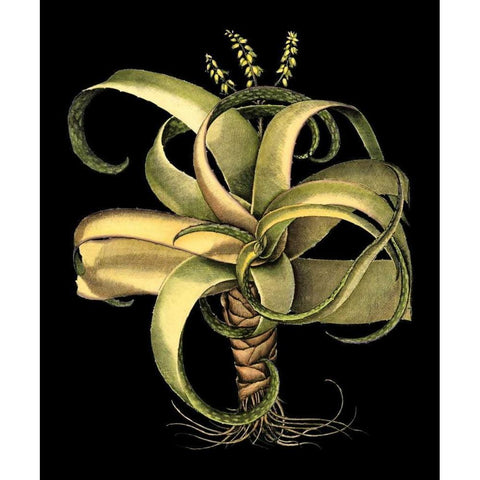 Dramatic Aloe I White Modern Wood Framed Art Print by Besler, Basilius