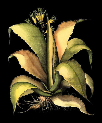 Dramatic Aloe II Black Ornate Wood Framed Art Print with Double Matting by Besler, Basilius
